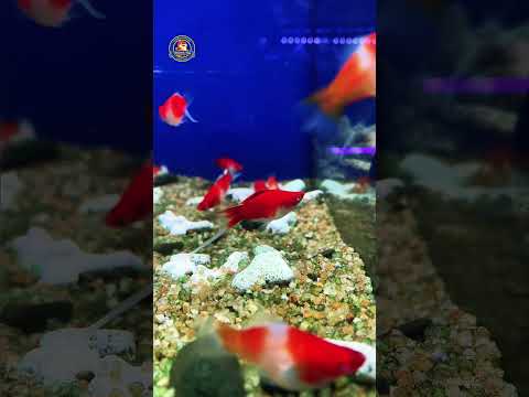 Video Thumb