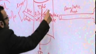 2) Dr. Mohamed El Sebai 27/11/2014 [ Fate of Absorbed Lipids and Lypolysis ]