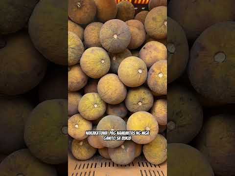 Harvest time ng Santol sa #BalaiKamanggahan #harvest #santol #abundance #fruitbearingtrees