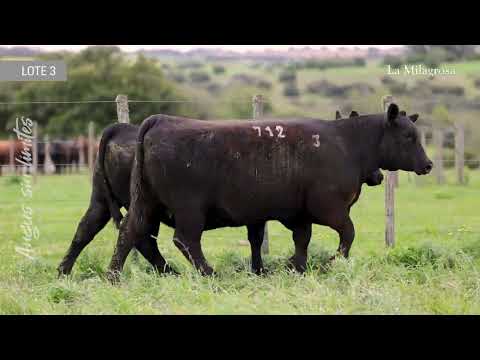 LOTE 3 VAQUILLONAS PREÑADAS LM 712 LULÚ 168 TE – 615 LULU 168 TE
