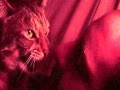 Squeaking And Hissing And Growling Cat