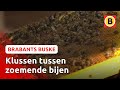 Bijenhotel krijgt opknapbeurt | Brabants Buske