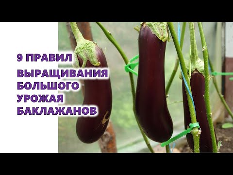 , title : '9 правил выращивания большого урожая баклажанов'