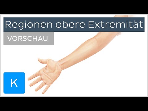 Obere Extremität: Anatomie der Körperregionen (Vorschau) | Kenhub