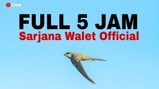 Download lagu Suara panggil walet tahun 2022 - Cuma 5 Menit burung walet langsung datang mp3 Download lagu Suara panggil walet tahun 2022 - Cuma 5 Menit burung walet langsung datang mp3