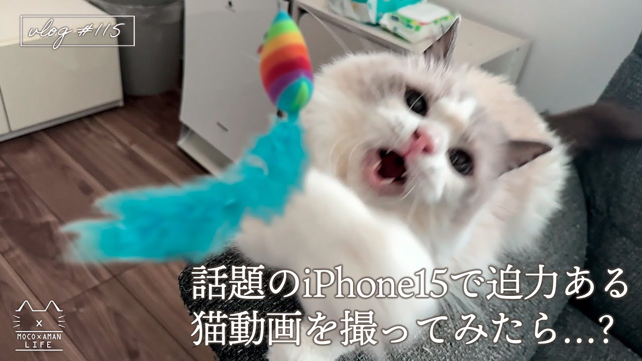 話題のiPhone15で迫力ある猫動画を撮ってみたら…？｜ラグドール猫 #115