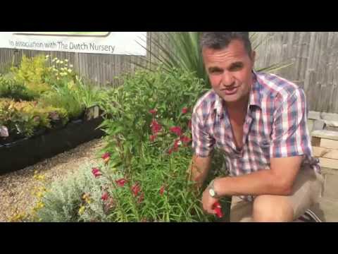 Antony's Gardening Tips - Penstemon