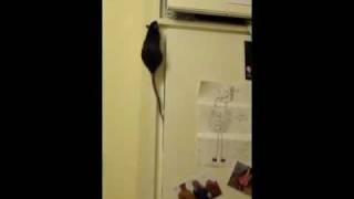 My rats the best climber say whuuuuut