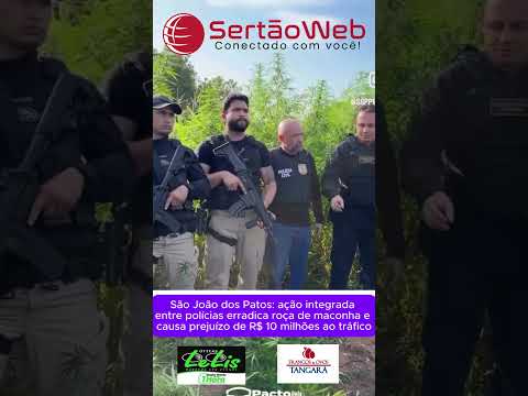 São João dos Patos: ação integrada entre polícias erradica roça de maconha