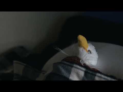 Self-Filmed project 4 preview