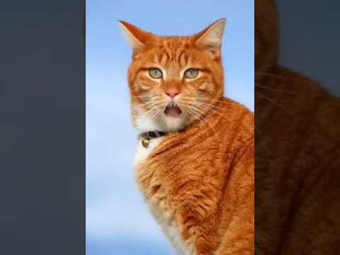 Gurmukho waheguru bolyakro