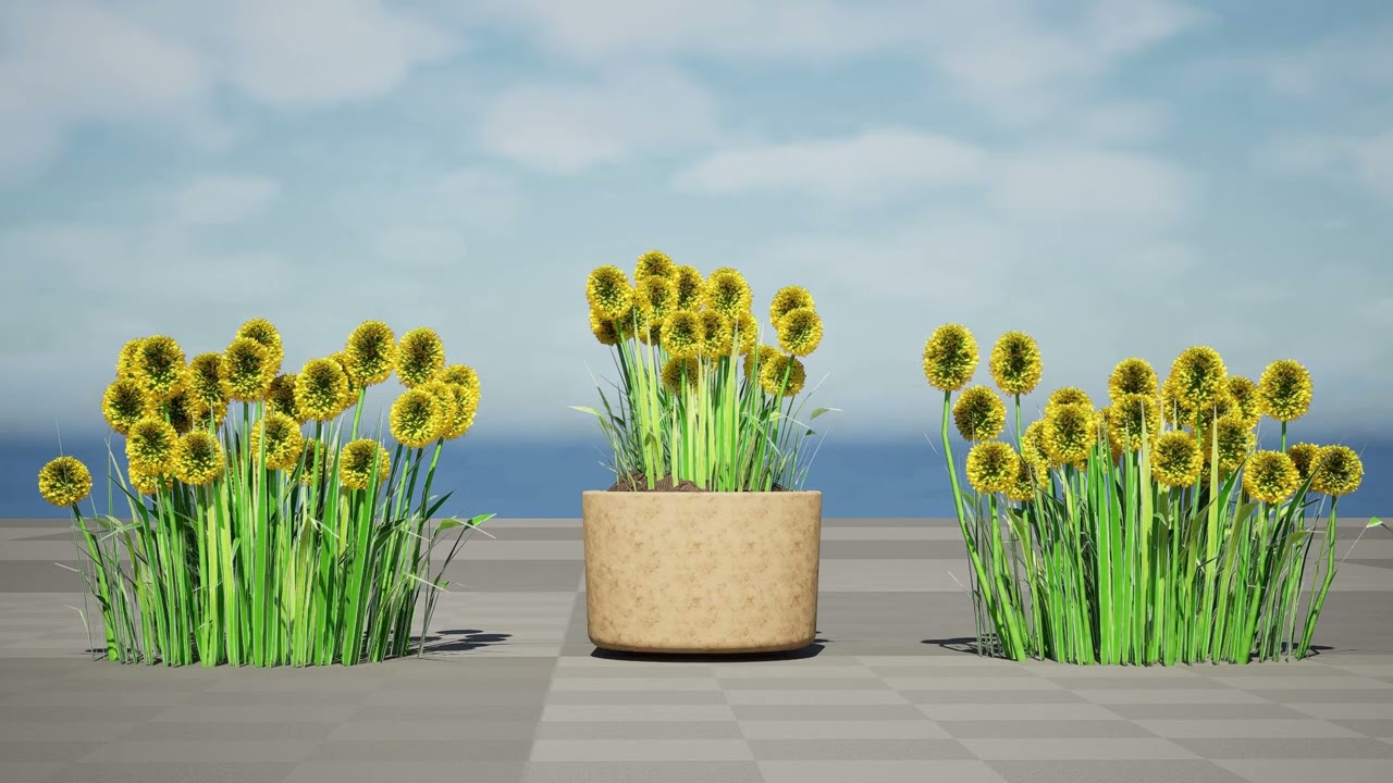 Australian Craspedia Globosa Golf Beauty Flowers 3D Model