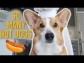HOT DOG PRANK Topi The Corgi