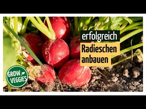 , title : 'Radieschen anbauen | Gemüseanbau im Garten'