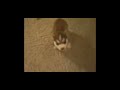 Remmi Sit Speak Dog Proceeds To Talk Good Boy