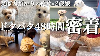 【密着】実家犬を預かって2歳娘とお世話したら想像以上に大変だった…笑【マルプー】