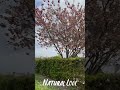 Flower Pink Ireland Tree Mun Paniya Bgm Whatsapp Status Natural Love