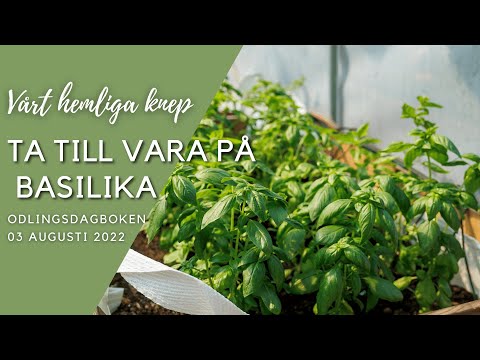 Vårt hemliga knep för att ta till vara på basilika - Odlingsdagboken 3 Augusti 2022