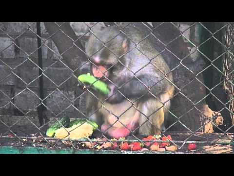 Johnik the monkey of Kherson zoo, summer 2014