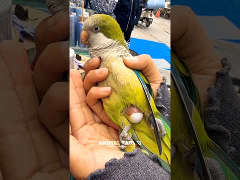 அட கடவுளே 😱 கிளிக்கு நேர்ந்த சோகம் 😭 #rescue #birds #animalrescue