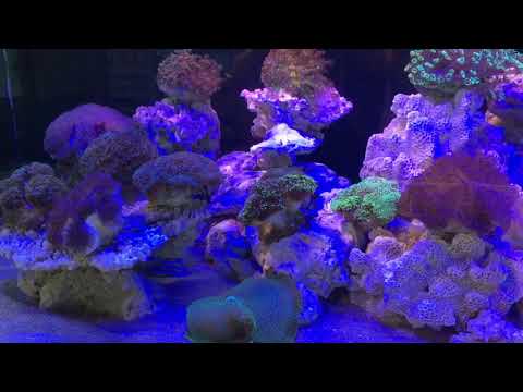 Hồ san hô công nghệ cao_Thuỷ sinh Tùng Lâm