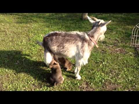 Una cabra alimenta con su leche a una camada de perros