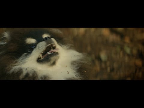Video thumbnail for Jungle Boy
