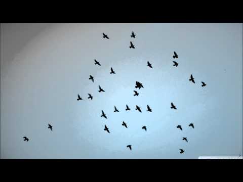 Komaton - Birdyland (Original Mix)