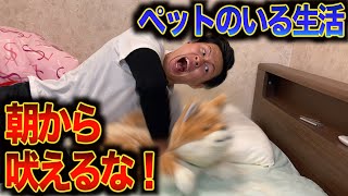 【犬の鳴き声がうるさい】ゲーム実況者のモーニングルーティン