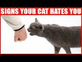 14 Signs Your Cat Hates You