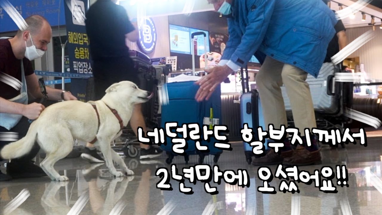 네덜란드 할아버지를 2년만에 본 진돗개 반응 (인천공항에 마중나간 강아지)