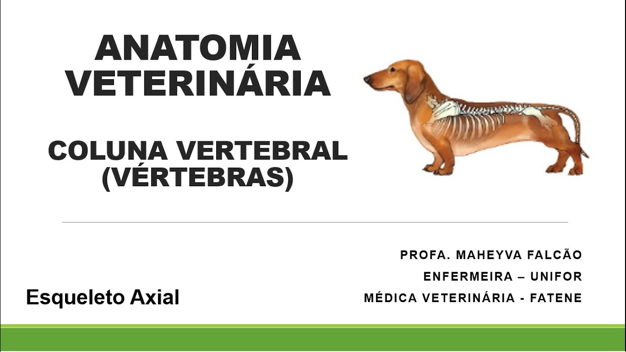 3ª Aula Anatomia Veterinária - Coluna vertebral