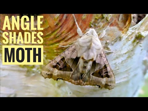 Angle Shades Moth (Phlogophora meticulosa)