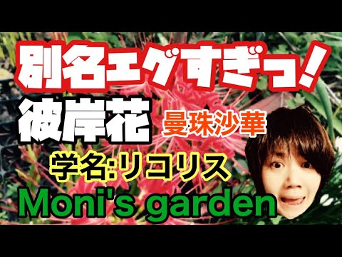 園芸 ヒガンバナ、ヒガンバナ、曼珠沙華