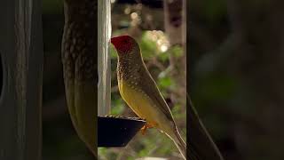 Star Finch male Singing #bird #birds #nature #animals
