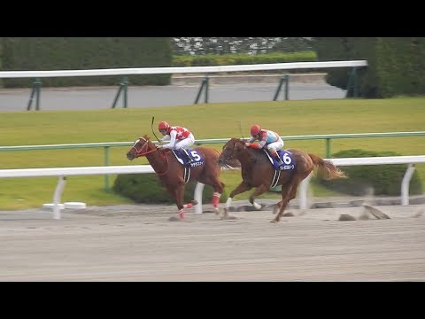 JBCスプリント2018/グレイスフルリープの差し切り勝ち。ルメール騎手半端ないって。まさかの４週連続G1勝利(2018.11.04)