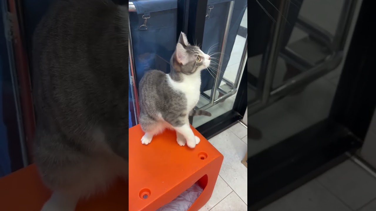 Raspberry, a Adoptable mixed breed in New Orleans, LA video 5/5