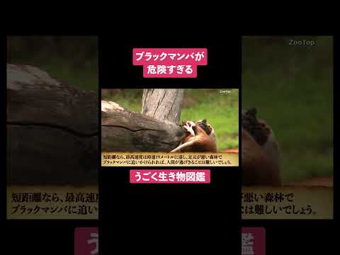 ブラックマンバ (Dendroaspis Polylepis)