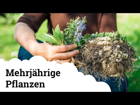 Mehrjährige Pflanzen (Gemüse, Kräuter) | Einmal setzen und für immer ernten!!! 😍🌱