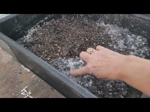 Pre-Compost Experiment Update: What’s Happening So Far?