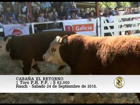 24-09-16 Venta de Toros P.P. - Cabaña El Retorno - Rauch.