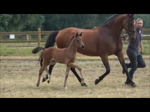 *2021 Stute von Bohemian - Lucky Champ