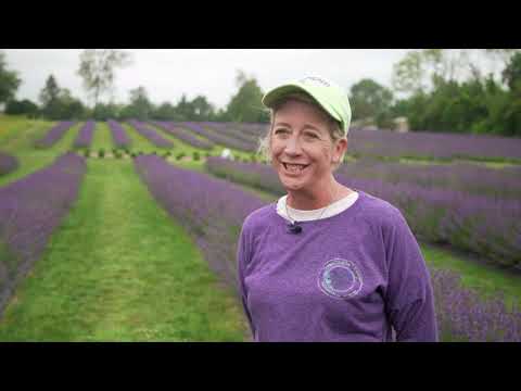 Sit back, relax and enjoy a tour of Indigo Lavender Farms