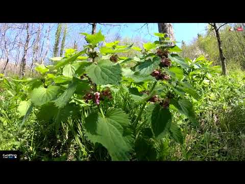 Montenars Sentiero delle Cascate Tulin