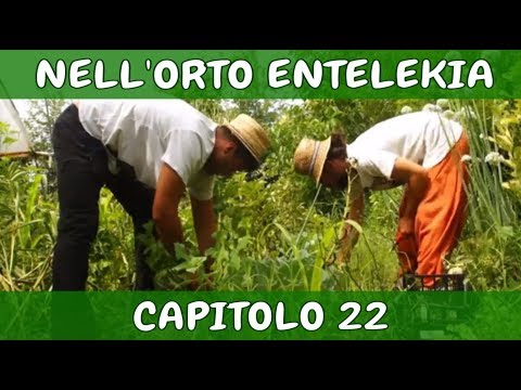 , title : 'Capitolo 22 nell'ORTO Entelekia - Documentario CAMPOMADRE Agriculture Evolutive Alessandro Montelli'
