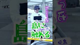 さとう氏、島に触る 母島 #さとうさおり