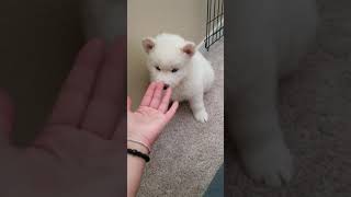 Video preview image #3 Siberian Husky Puppy For Sale in AURORA, CO, USA