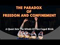 The Paradox Of Freedom And Confinement // The Five Caged Bird