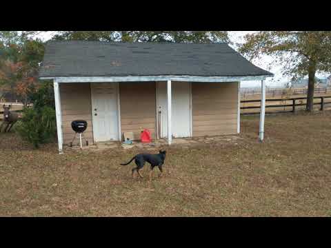 Puppy Playing with mini donkey