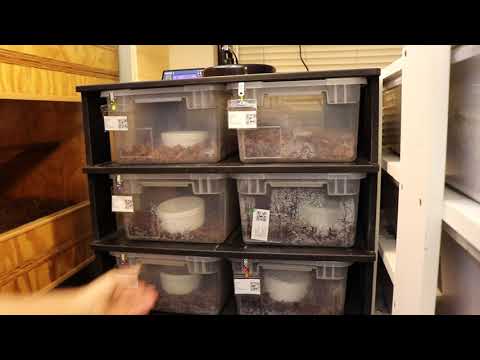 download lagu mp3 mp4 Boa Breeding Season, download lagu Boa Breeding Season gratis, unduh video klip Boa Breeding Season